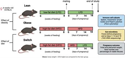 Obesity and diet independently affect maternal immunity, maternal gut microbiota and pregnancy outcome in mice